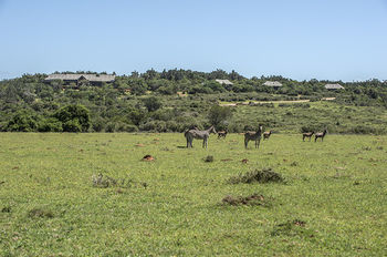 Kariega Game Reserve Settlers Drift أليكساندريا المظهر الخارجي الصورة