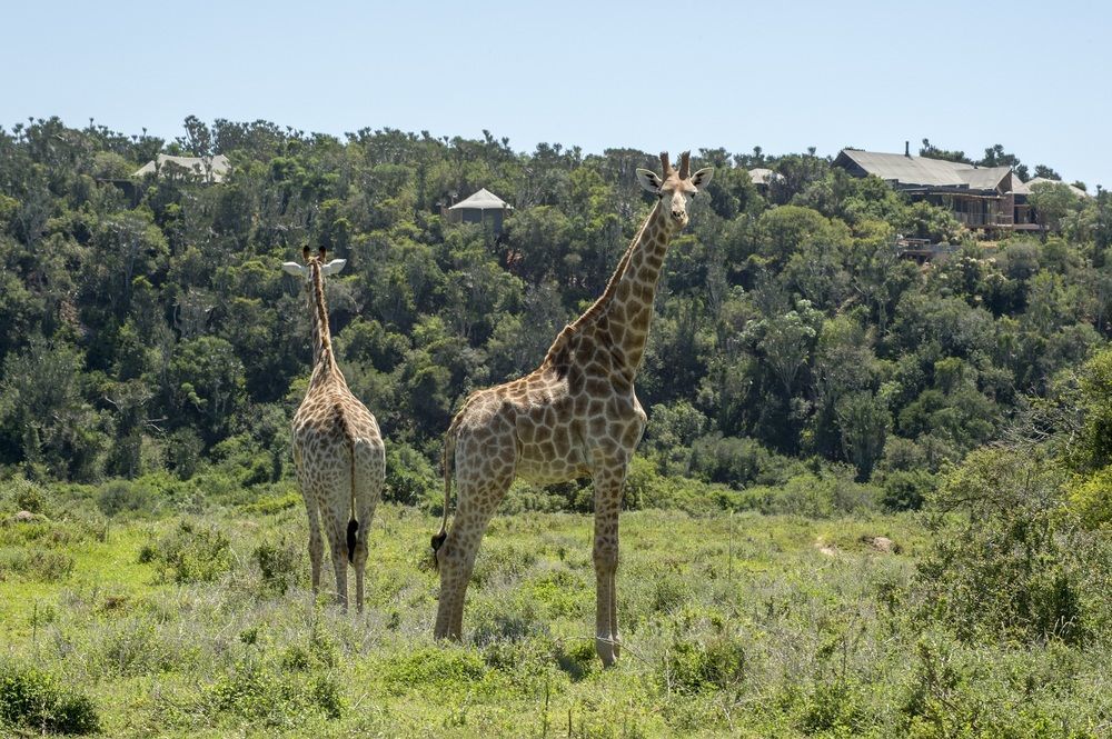 Kariega Game Reserve Settlers Drift أليكساندريا المظهر الخارجي الصورة